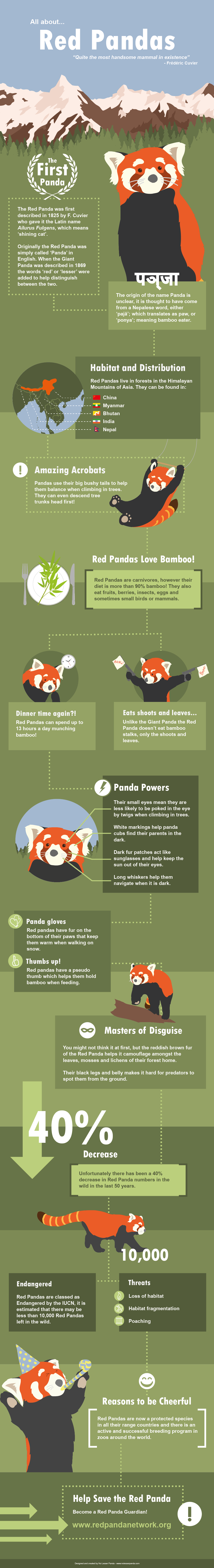 Red Panda Infographic